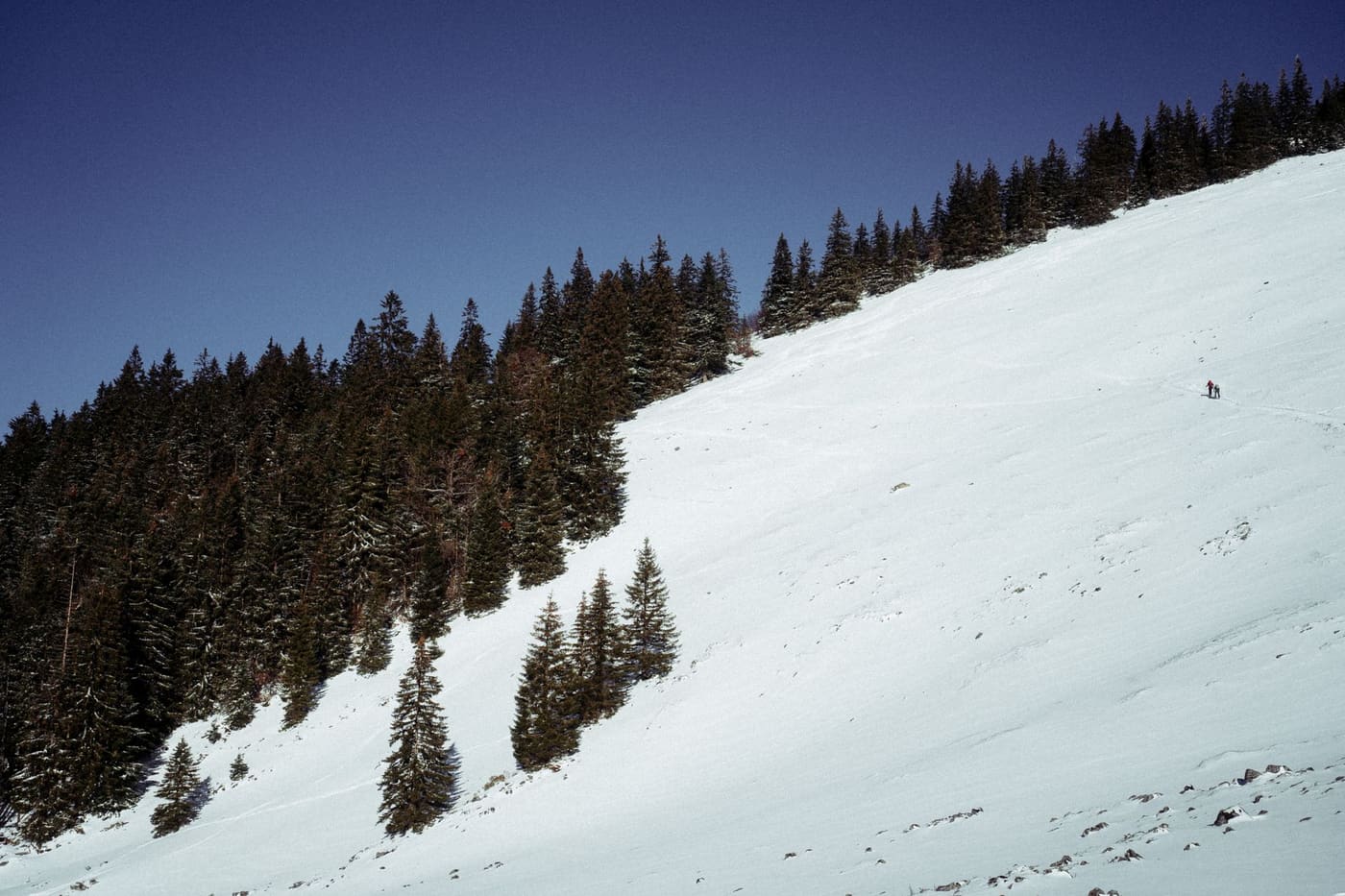 A snow-covered mountain slope with fir trees under a deep blue sky